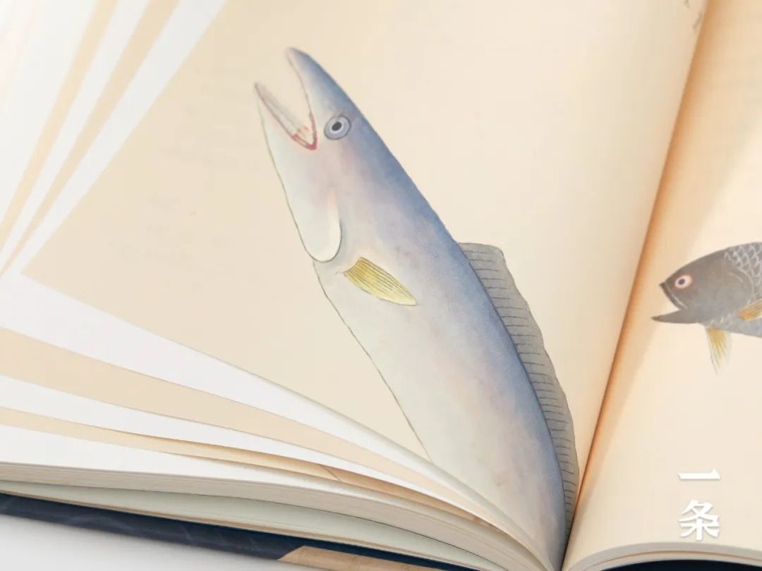 全彩注译版《海错图》，重现深藏清宫300年的“海洋生物博物馆”！