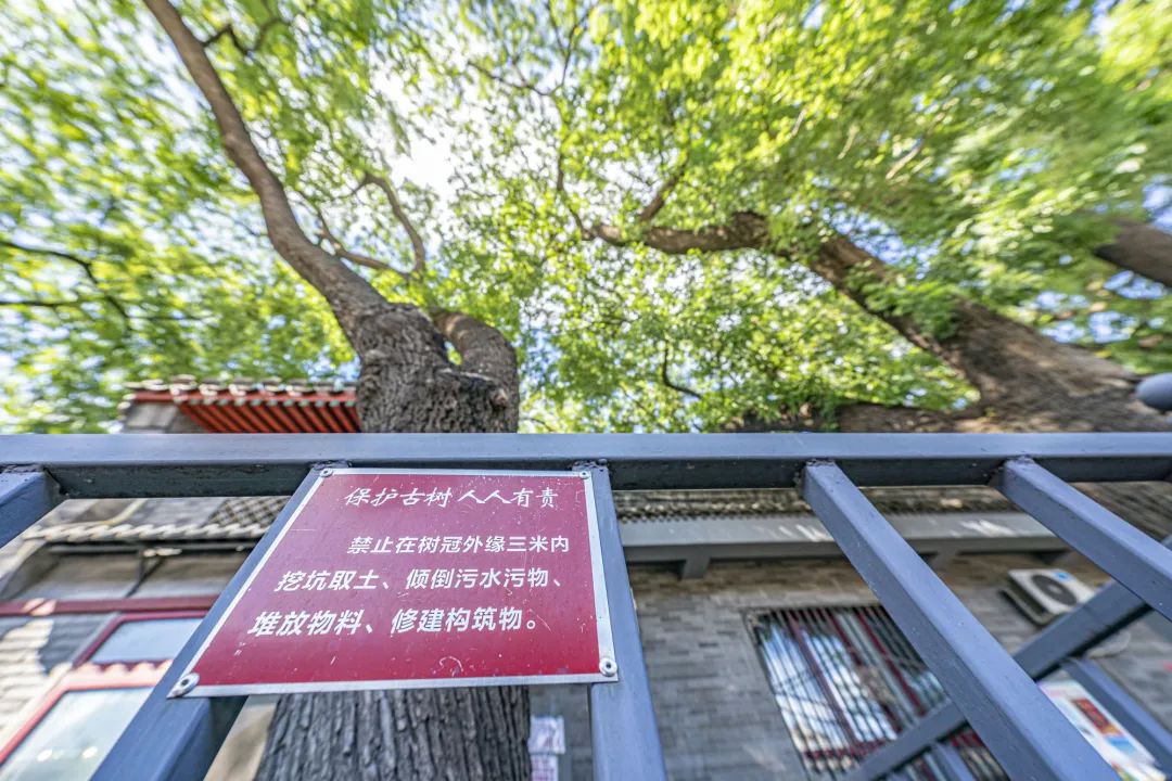 老胡同 · 新生活 | 到北京首条古树主题文化胡同走一走~ 老胡同 · 新生活 | 到北京首条古树主题文化胡同走一走~