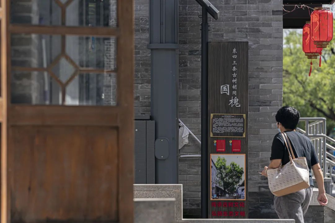 老胡同 · 新生活 | 到北京首条古树主题文化胡同走一走~ 老胡同 · 新生活 | 到北京首条古树主题文化胡同走一走~