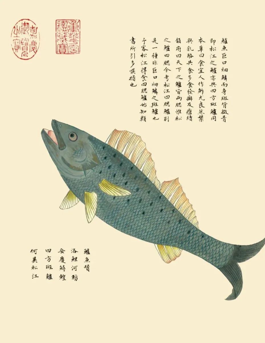 全彩注译版《海错图》,重现深藏清宫300年的“海洋生物博物馆”! 全彩注译版《海错图》,重现深藏清宫300年的“海洋生物博物馆”!