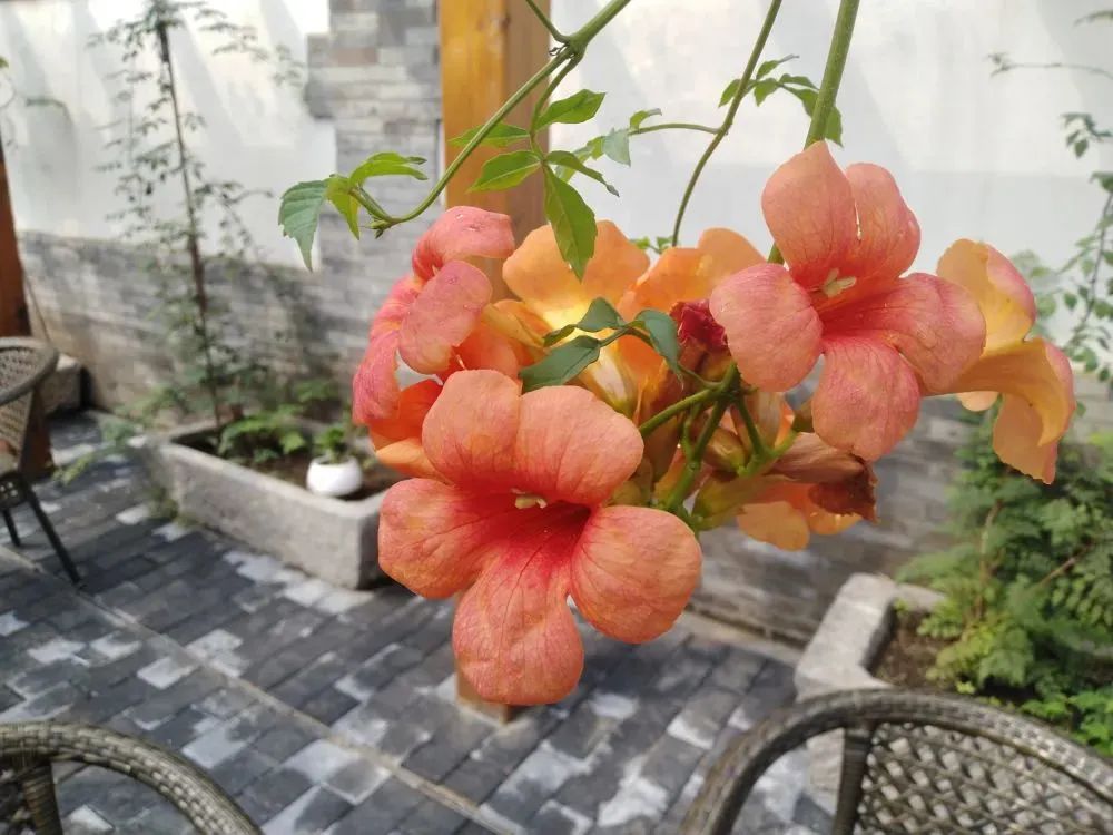 绣花功夫修护胡同,京华再现“老巷幽宅静树依” 绣花功夫修护胡同,京华再现“老巷幽宅静树依”