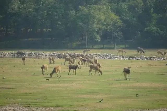 这5个湿地公园，拥有北京最美的秋水长天