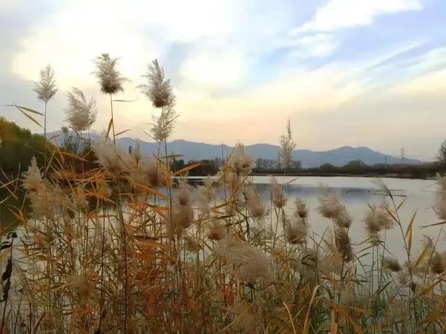 这5个湿地公园，拥有北京最美的秋水长天