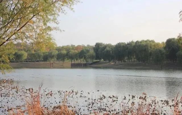 这5个湿地公园，拥有北京最美的秋水长天