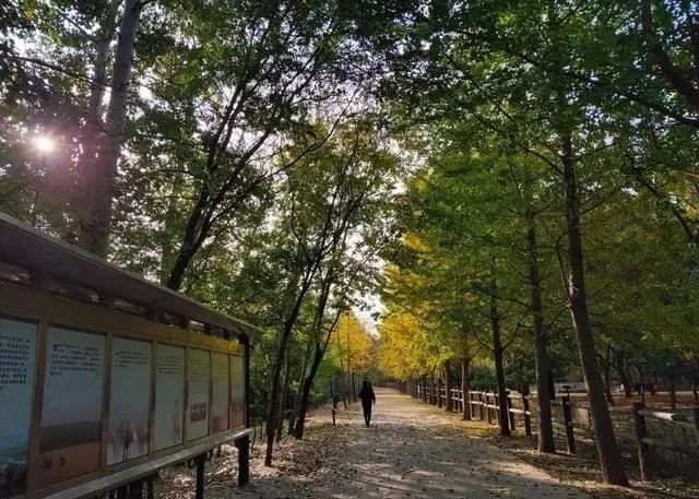 这5个湿地公园，拥有北京最美的秋水长天