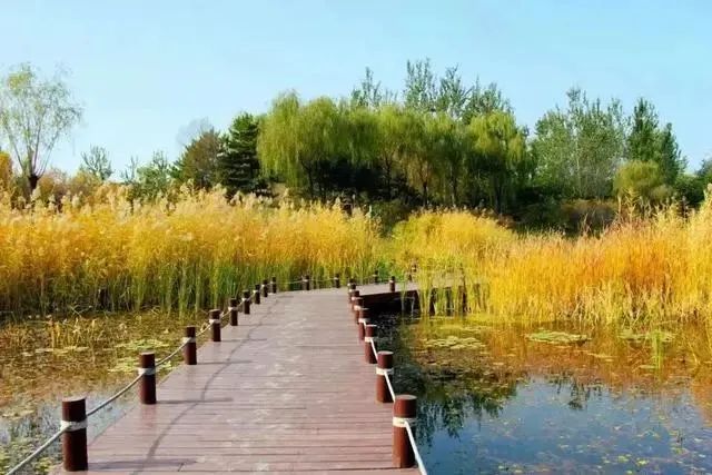 这5个湿地公园，拥有北京最美的秋水长天