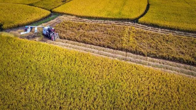 牢记国之大者 端牢中国饭碗︱杭州高质量构建耕地保护新格局（四）：守牢红线有“粮方”