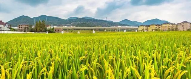 牢记国之大者 端牢中国饭碗︱杭州高质量构建耕地保护新格局（四）：守牢红线有“粮方”