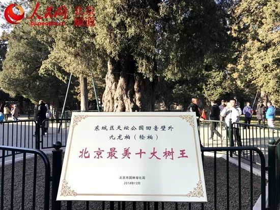 这些古树,是北京的“活文物” 这些古树,是北京的“活文物”