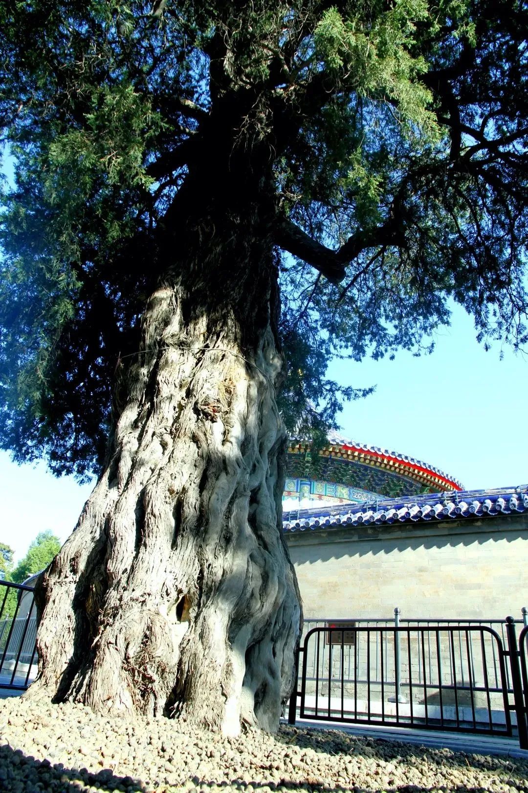 这些古树,是北京的“活文物” 这些古树,是北京的“活文物”