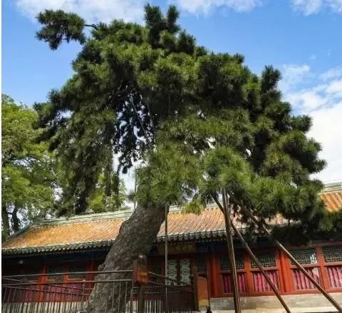 这些古树,是北京的“活文物” 这些古树,是北京的“活文物”