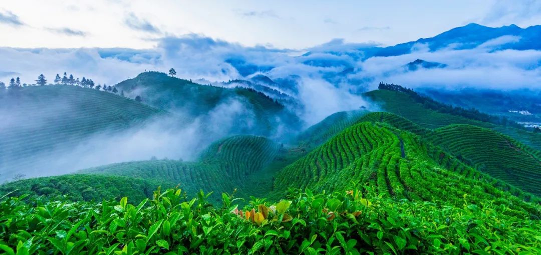 提醒！四明山杯“大美中国 i自然”摄影比赛征稿倒计时