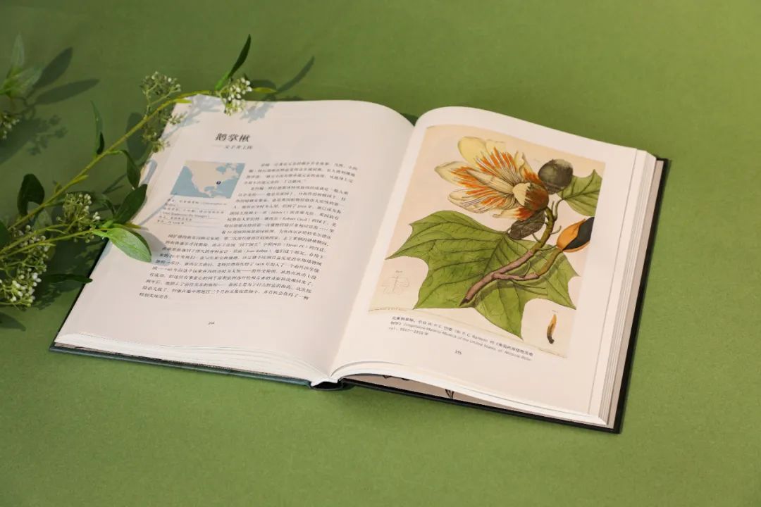 英国皇家植物园珍藏，百余幅绝美手绘，一部500年稀有植物发现史