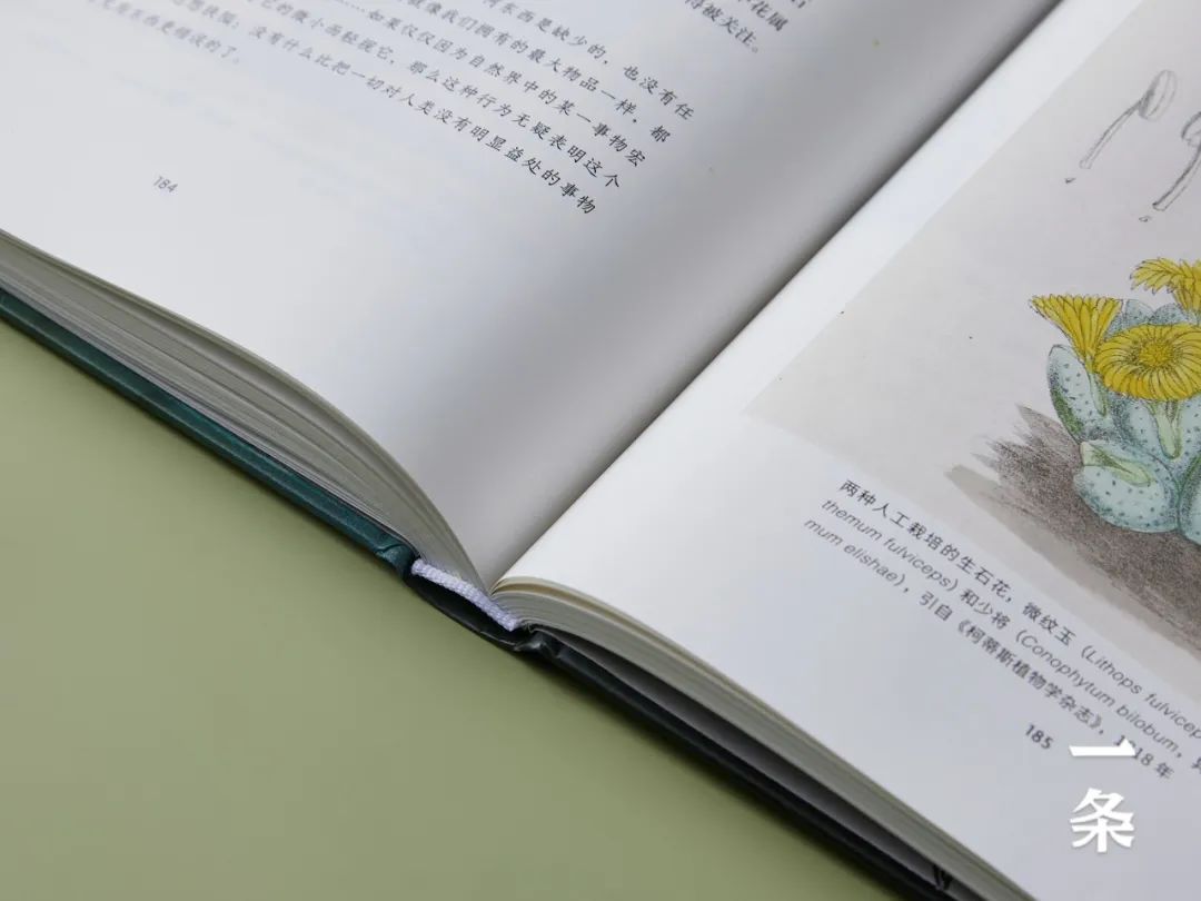 英国皇家植物园珍藏，百余幅绝美手绘，一部500年稀有植物发现史