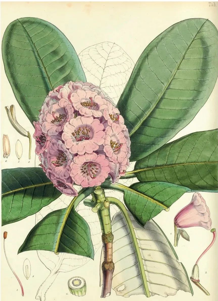 英国皇家植物园珍藏，百余幅绝美手绘，一部500年稀有植物发现史