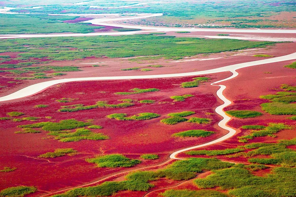 山东东营：让黄河口湿地绽放生态之美 | 大美中国·i自然