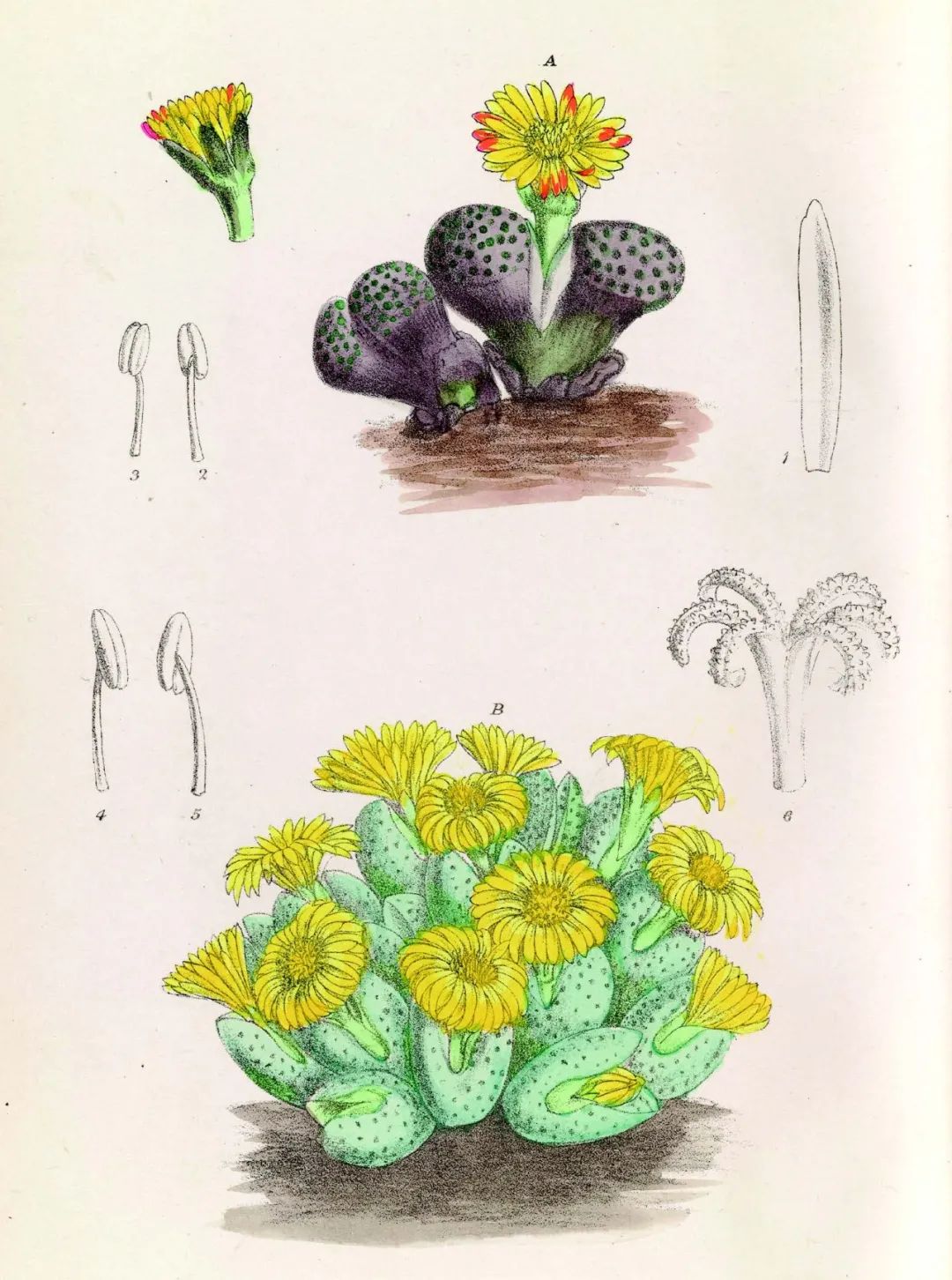 英国皇家植物园珍藏，百余幅绝美手绘，一部500年稀有植物发现史