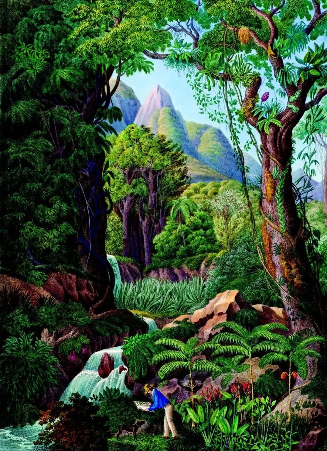 英国皇家植物园珍藏,百余幅绝美手绘,一部500年稀有植物发现史 英国皇家植物园珍藏,百余幅绝美手绘,一部500年稀有植物发现史