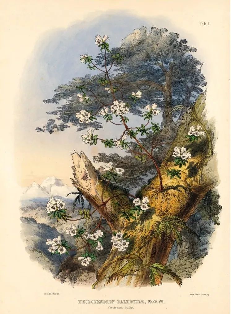 英国皇家植物园珍藏，百余幅绝美手绘，一部500年稀有植物发现史