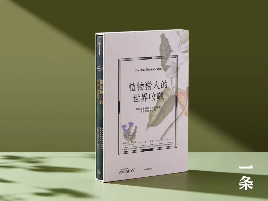 英国皇家植物园珍藏，百余幅绝美手绘，一部500年稀有植物发现史