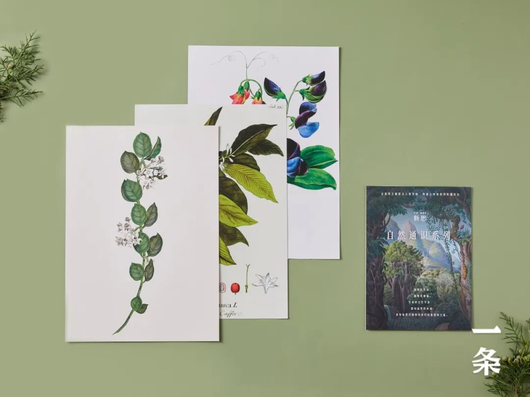 英国皇家植物园珍藏,百余幅绝美手绘,一部500年稀有植物发现史 英国皇家植物园珍藏,百余幅绝美手绘,一部500年稀有植物发现史