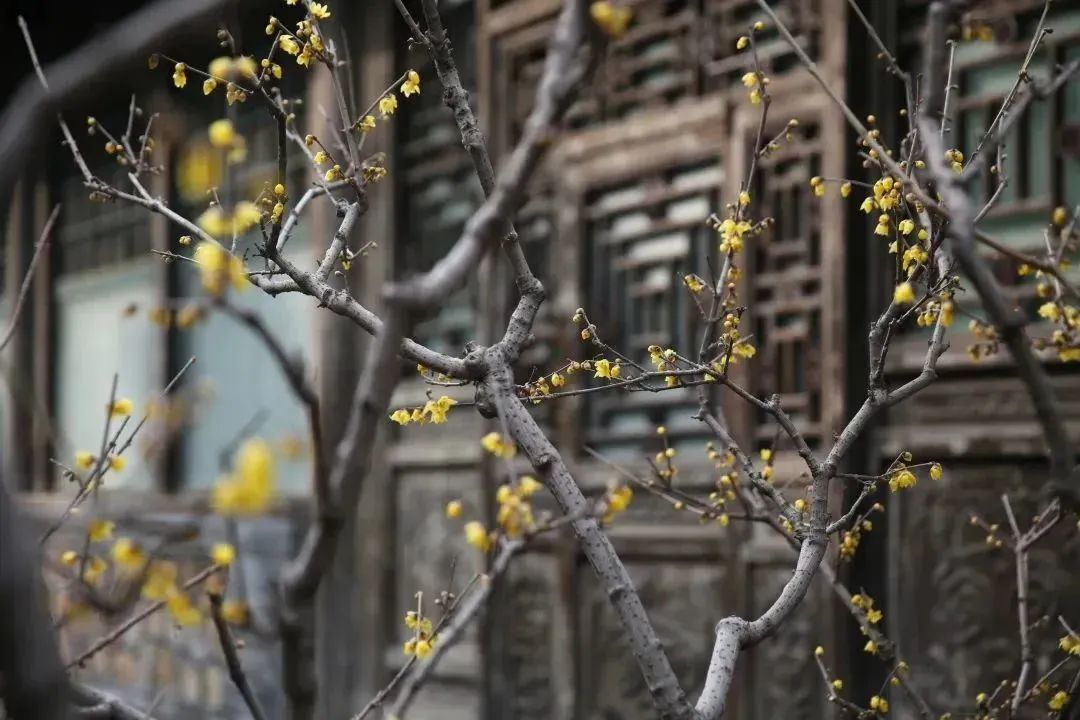 邂逅第一抹春色，这份赏花地图请收好~