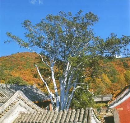 京西群山中,这些古树的故事说来话长 京西群山中,这些古树的故事说来话长