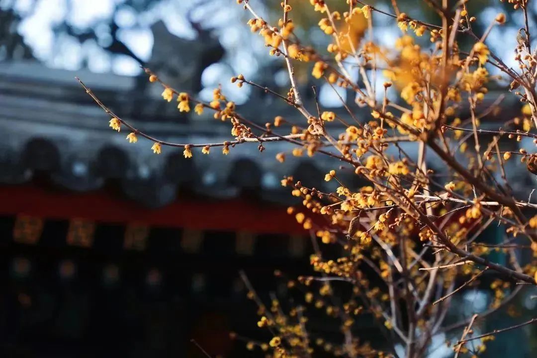 邂逅第一抹春色，这份赏花地图请收好~