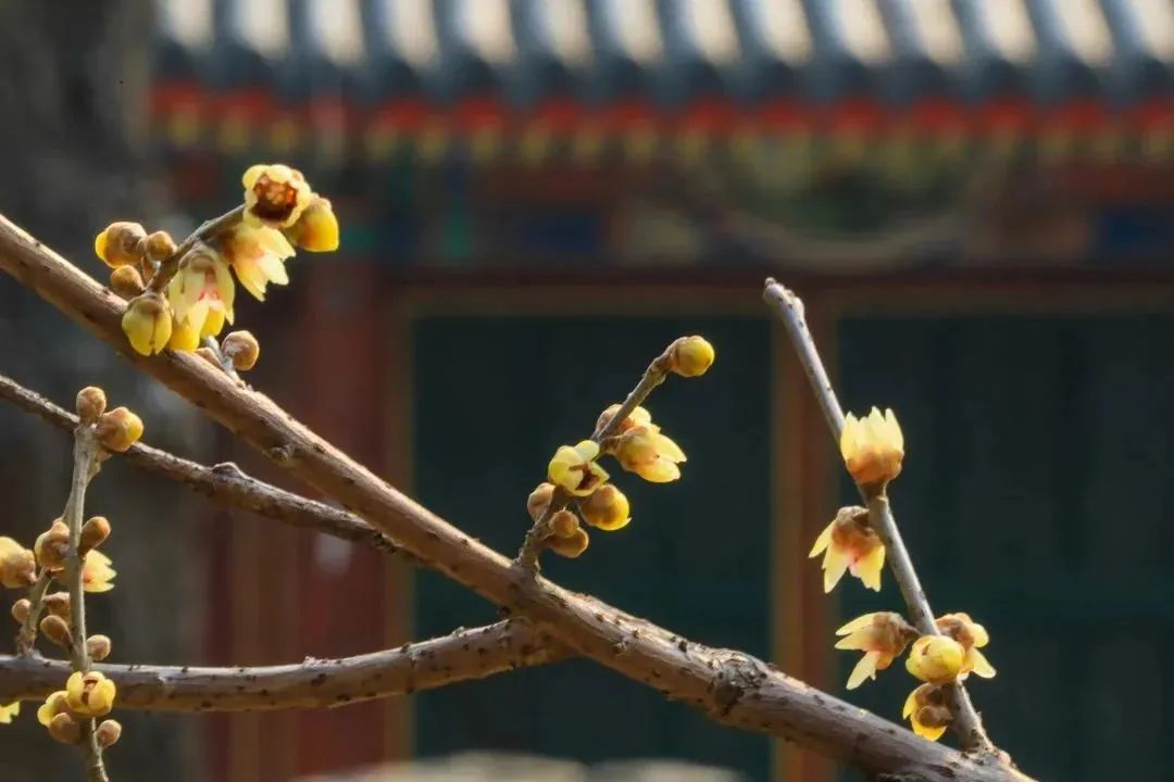邂逅第一抹春色，这份赏花地图请收好~