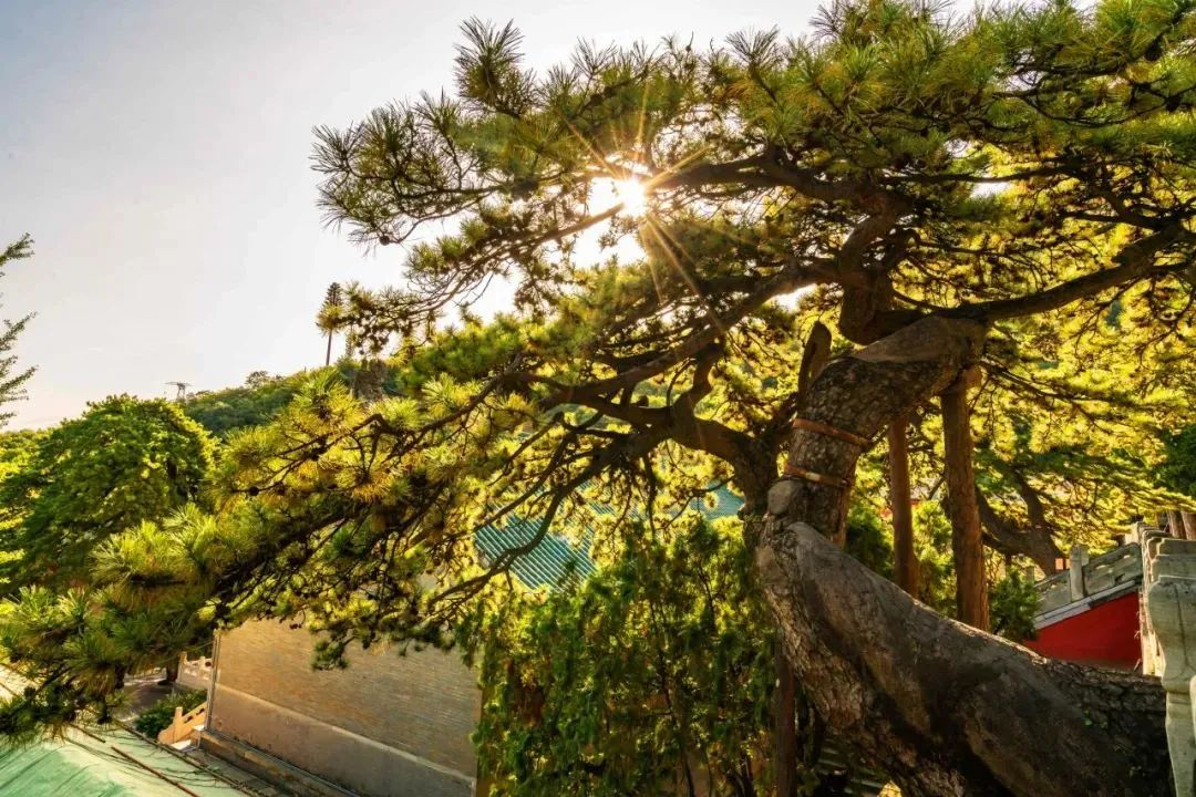 京西群山中,这些古树的故事说来话长 京西群山中,这些古树的故事说来话长