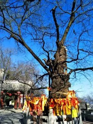京西群山中,这些古树的故事说来话长 京西群山中,这些古树的故事说来话长