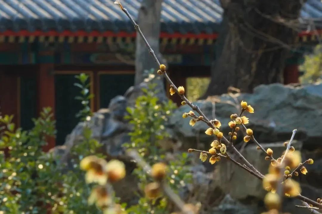 邂逅第一抹春色，这份赏花地图请收好~