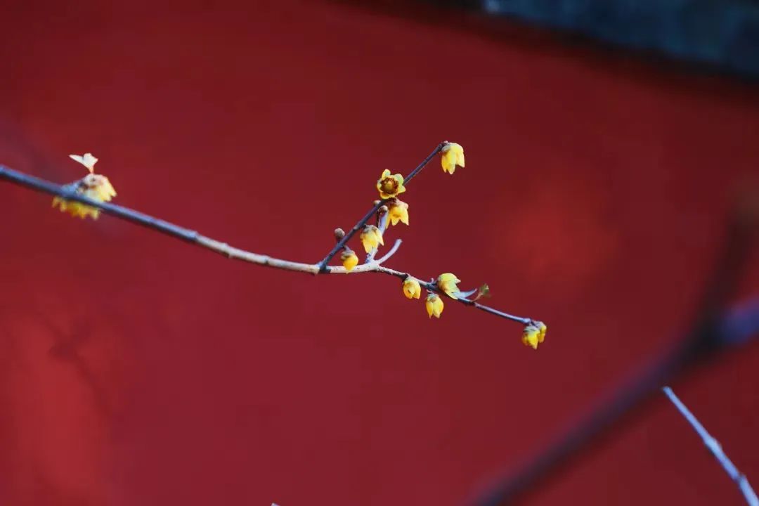 邂逅第一抹春色，这份赏花地图请收好~