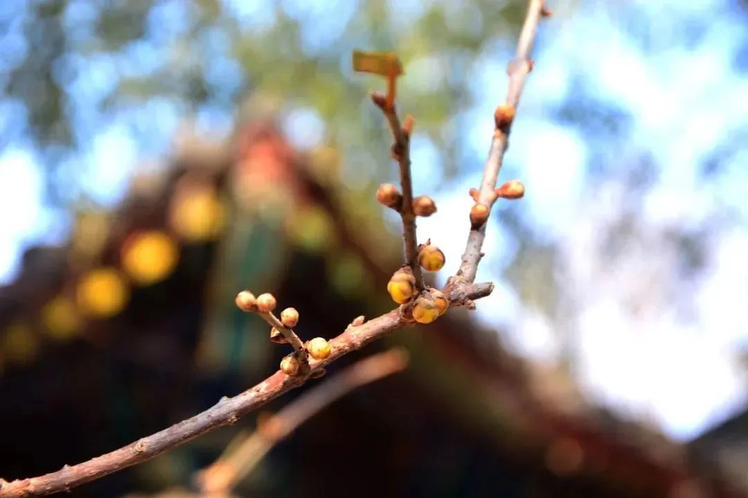 邂逅第一抹春色，这份赏花地图请收好~