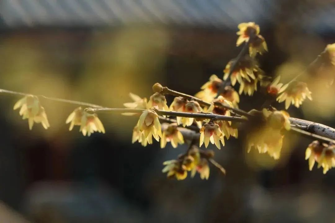 邂逅第一抹春色，这份赏花地图请收好~
