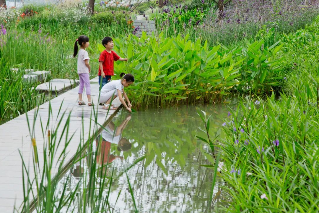 张唐:能把公园做好的设计师,很多有乡下成长的经历 张唐:能把公园做好的设计师,很多有乡下成长的经历
