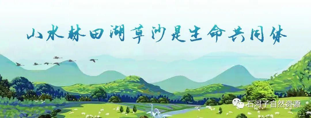 公示荟萃 | 《新疆生产建设兵团第八师石河子市国土空间总体规划（2021-2035年）》（草案公示）