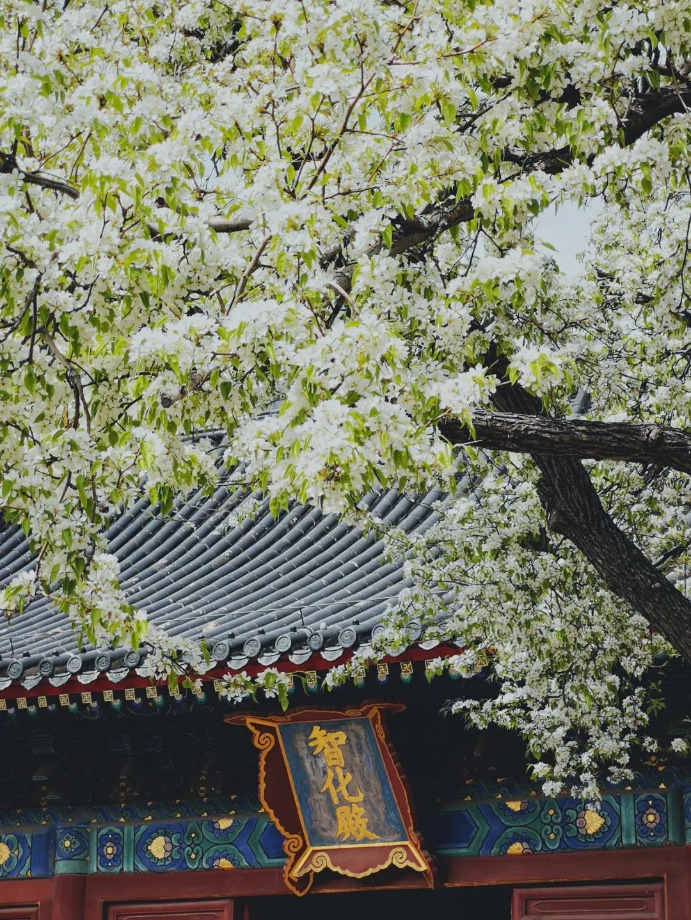 京城周末丨禅房花径缘客扫,一起逛逛那些藏在寺庙里的博物馆 京城周末丨禅房花径缘客扫,一起逛逛那些藏在寺庙里的博物馆