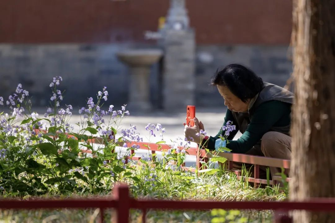 古刹悠悠春意深,这里的寺院书卷气浓 古刹悠悠春意深,这里的寺院书卷气浓