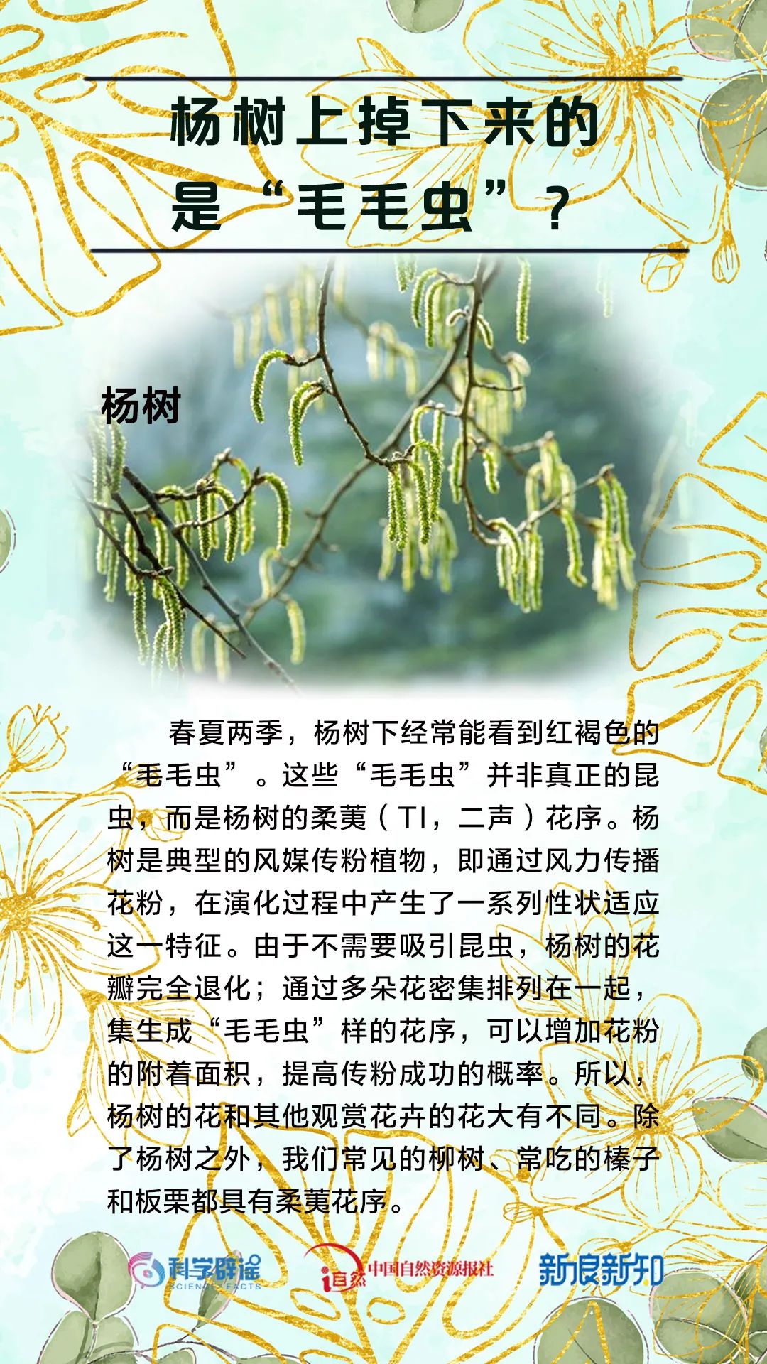 杨树上掉下的是“毛毛虫”?植物的乳汁都有毒?花花这么美,谣言别沾边儿! 杨树上掉下的是“毛毛虫”?植物的乳汁都有毒?花花这么美,谣言别沾边儿!