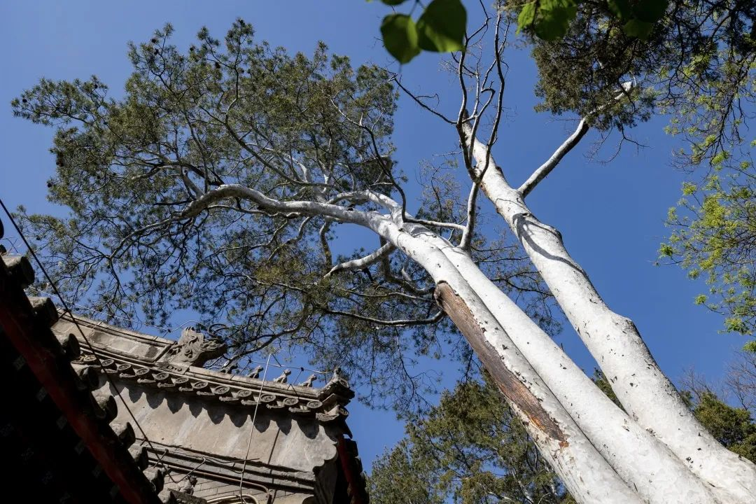 古刹悠悠春意深,这里的寺院书卷气浓 古刹悠悠春意深,这里的寺院书卷气浓