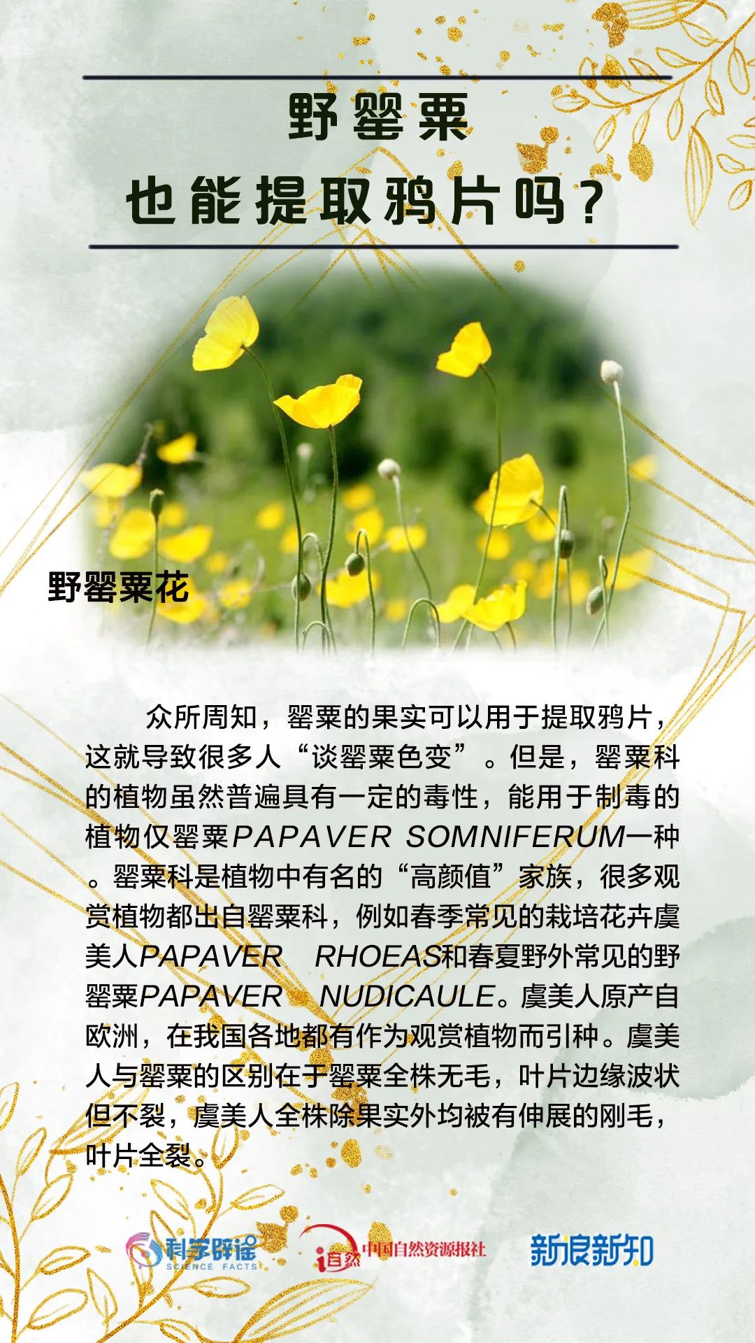 杨树上掉下的是“毛毛虫”?植物的乳汁都有毒?花花这么美,谣言别沾边儿! 杨树上掉下的是“毛毛虫”?植物的乳汁都有毒?花花这么美,谣言别沾边儿!