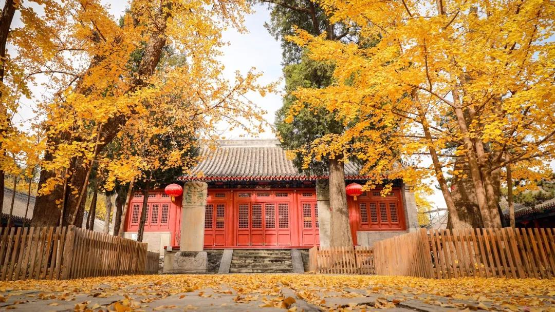 京城周末丨禅房花径缘客扫,一起逛逛那些藏在寺庙里的博物馆 京城周末丨禅房花径缘客扫,一起逛逛那些藏在寺庙里的博物馆