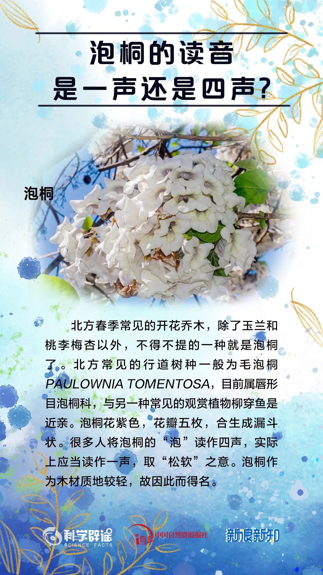杨树上掉下的是“毛毛虫”?植物的乳汁都有毒?花花这么美,谣言别沾边儿! 杨树上掉下的是“毛毛虫”?植物的乳汁都有毒?花花这么美,谣言别沾边儿!