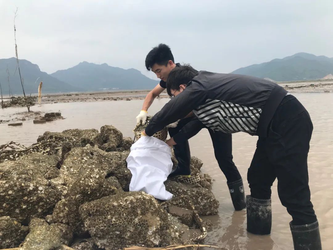尝鲜与护海，一场牡蛎礁的生存保卫战