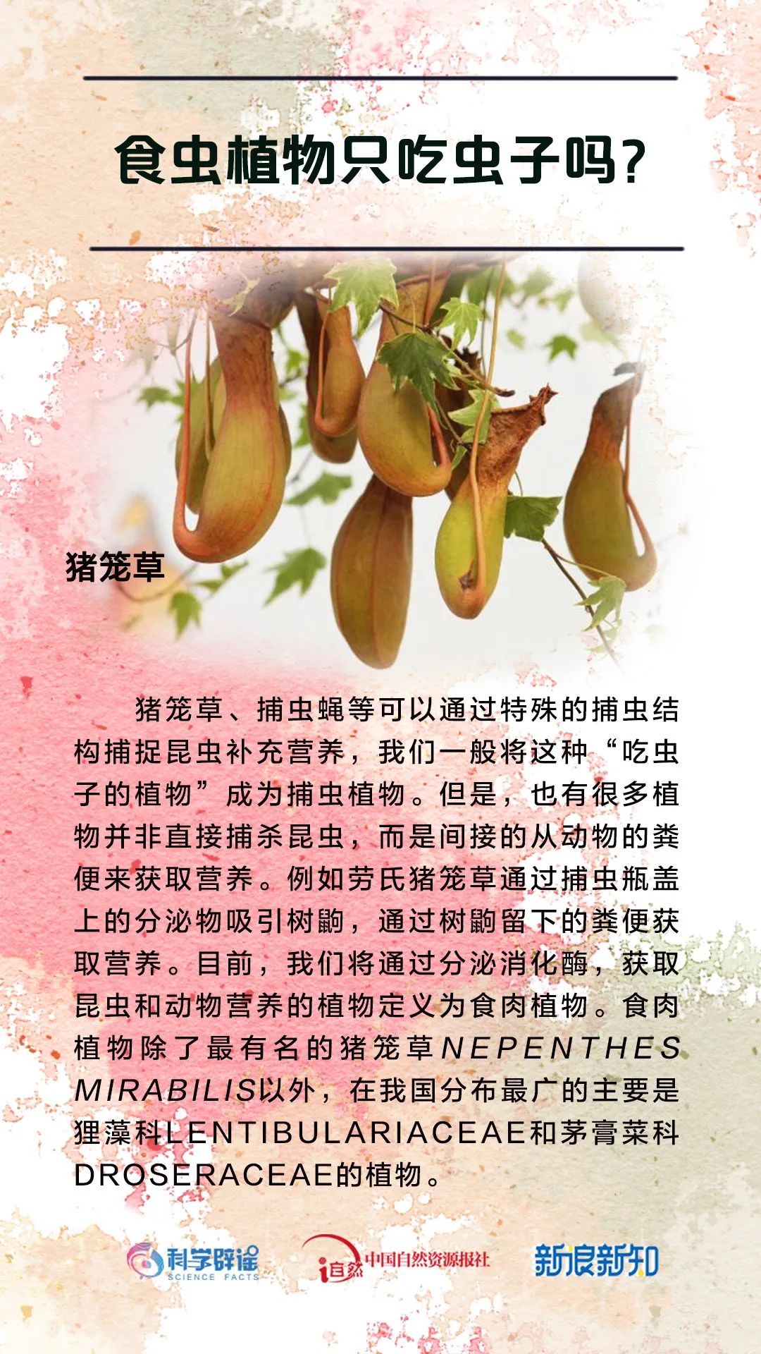 杨树上掉下的是“毛毛虫”?植物的乳汁都有毒?花花这么美,谣言别沾边儿! 杨树上掉下的是“毛毛虫”?植物的乳汁都有毒?花花这么美,谣言别沾边儿!