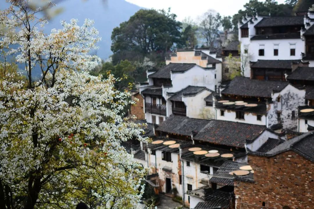 寻找乡村旅游发展“最优解” 寻找乡村旅游发展“最优解”