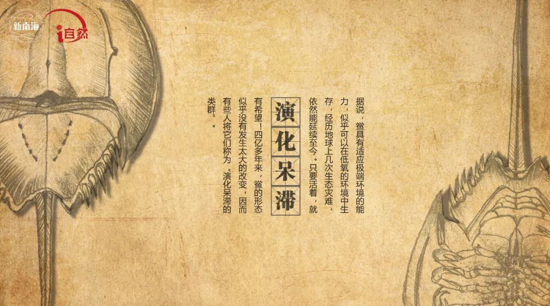 国际生物多样性日 | “鲎”会有期
