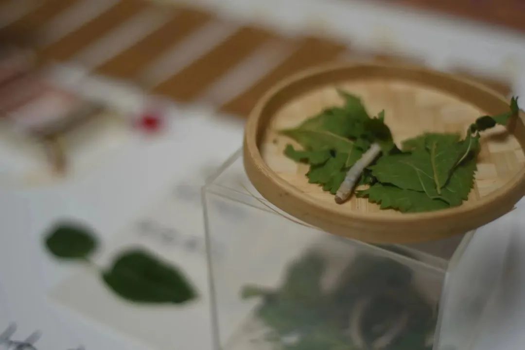 蔚然生长:中央美术学院人文学院2023届研究生毕业展 蔚然生长:中央美术学院人文学院2023届研究生毕业展