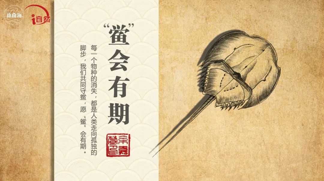 国际生物多样性日 | “鲎”会有期